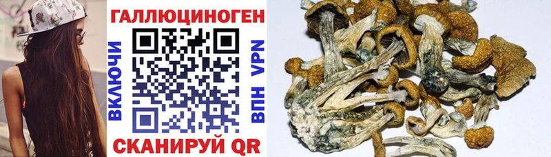 kraken онион  купить наркотик  Дубна  darknet как зайти  Галлюциногенные грибы мицелий 